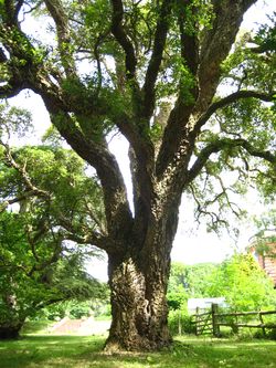 Cork tree